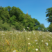 Des moyens supplémentaires pour la protection des milieux naturels en Wallonie