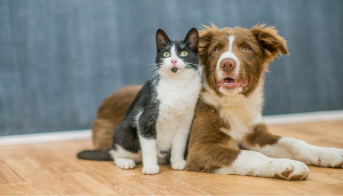Bien-être animal : une meilleure protection des chiens et chats “hypertypes”