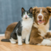 Bien-être animal : une meilleure protection des chiens et chats “hypertypes”